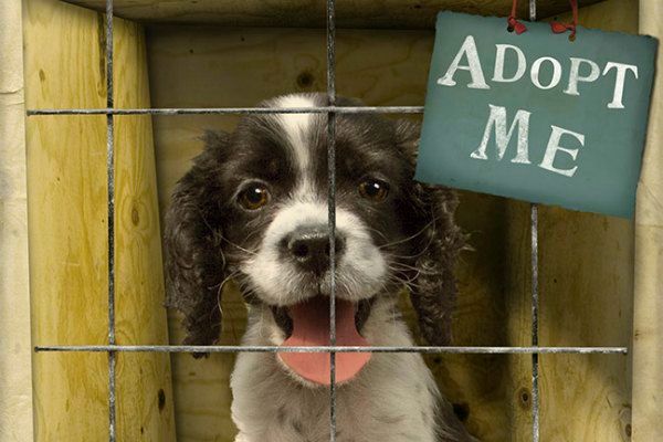 Adoption